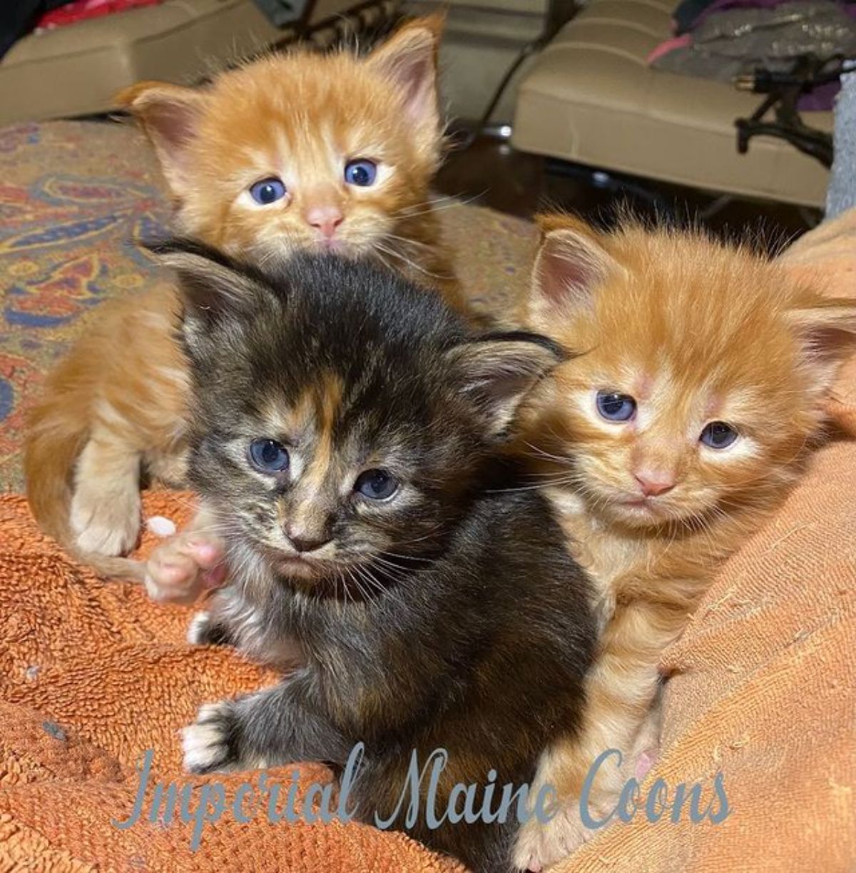 Three cute maine coon kittens on a sofa.