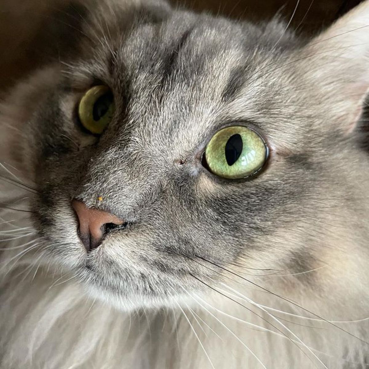 A close-up of a gray maine coon face.