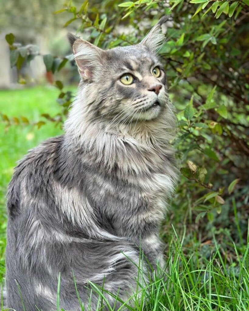 21 Blue Tabby Maine Coon Cats You’ll Want to Adopt - MaineCoon.org