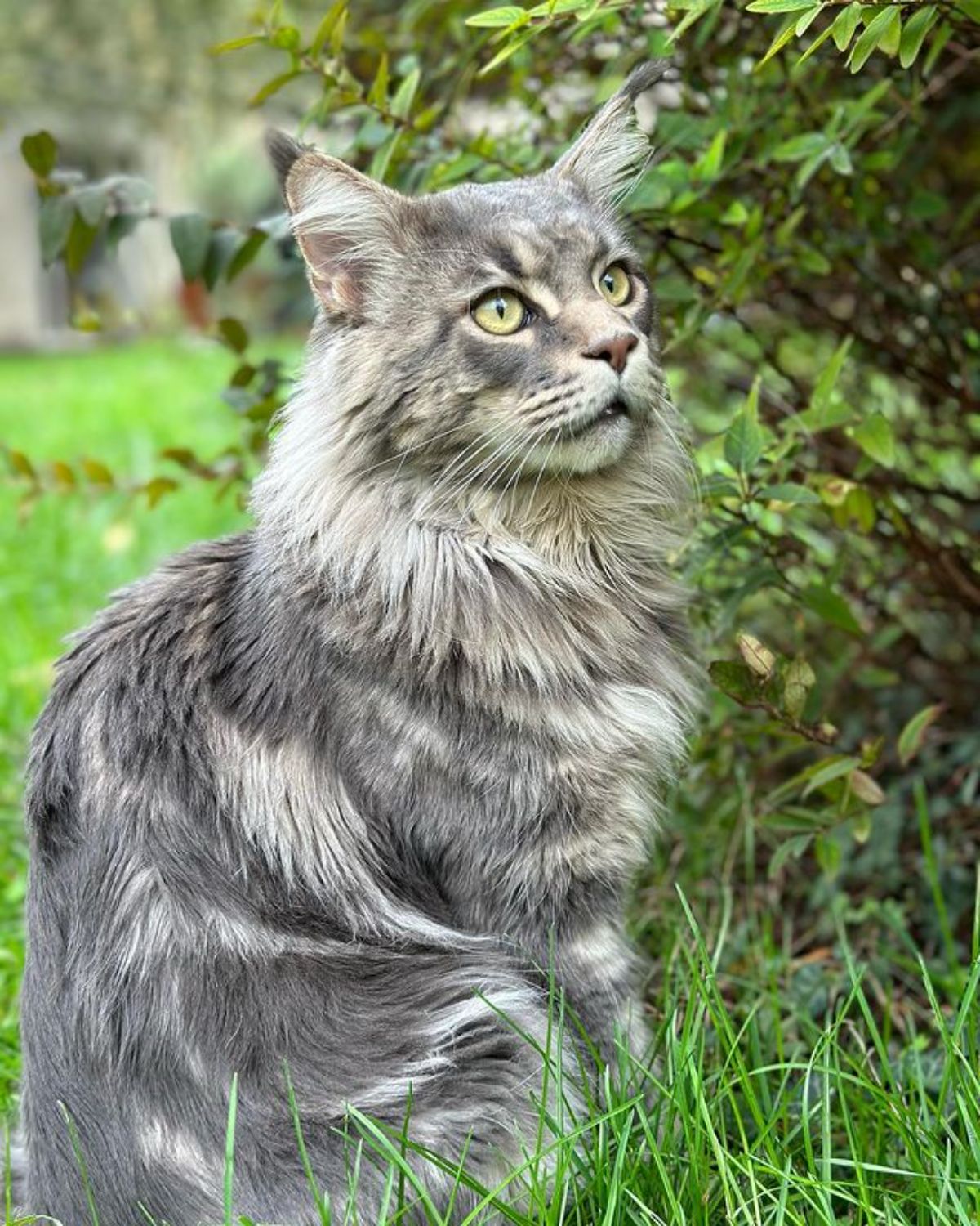 A fluffy tabby maine coon sitting in a grass.