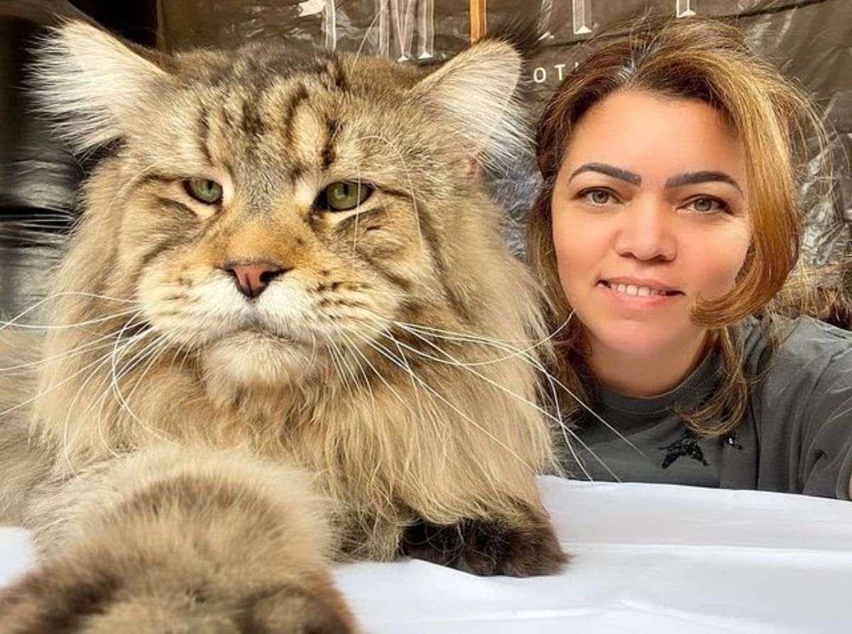 A fluffy huge maine coon lying next to a young woman.