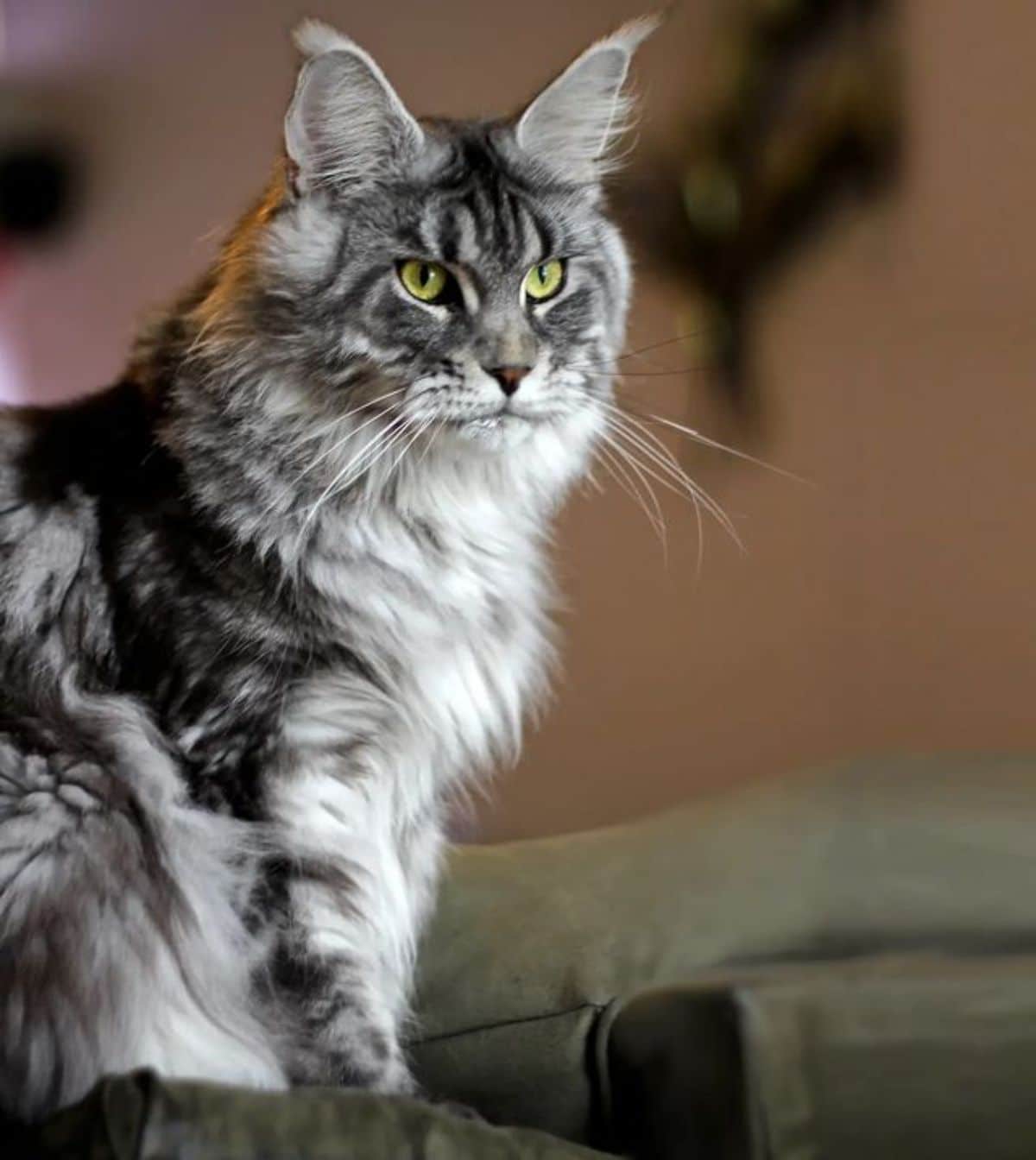 A fluffy gray maine coon sitting on a couch.