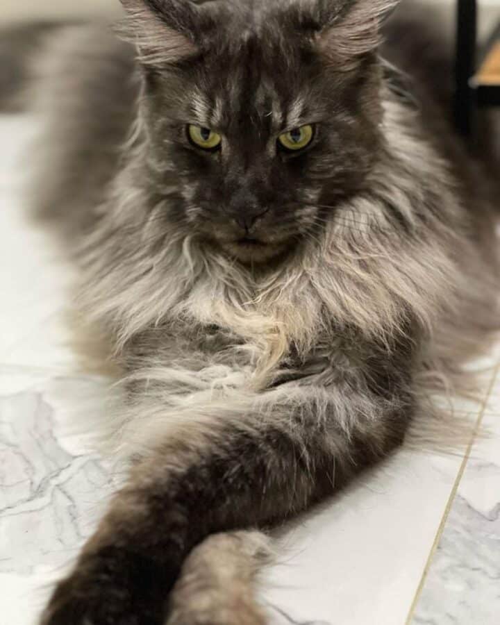 9 Big Maine Coon Cats With Human Faces (insta-famous) - Mainecoon.org