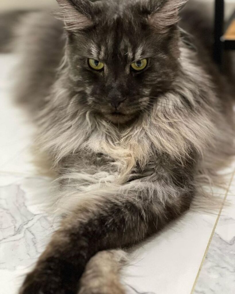 9 Big Maine Coon Cats with Human Faces (Insta-Famous) - MaineCoon.org