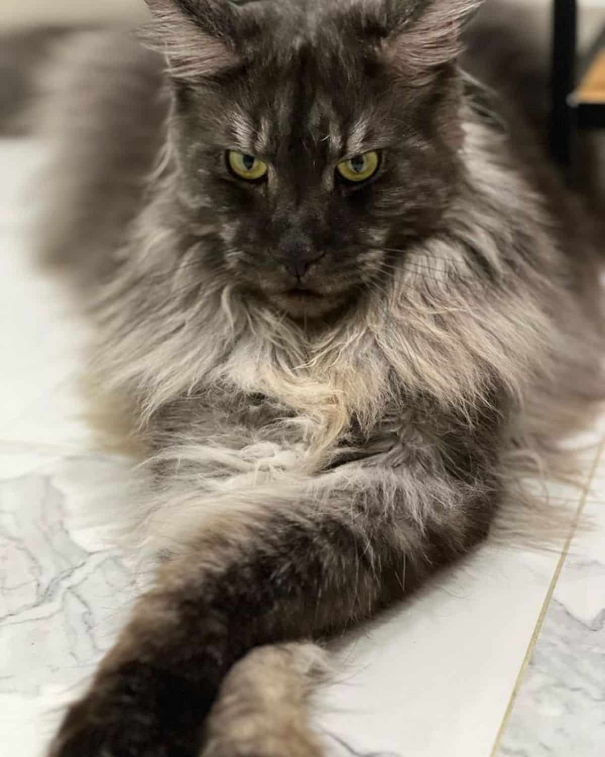 A beautiful fluffy gray maine coon lying on the floor.