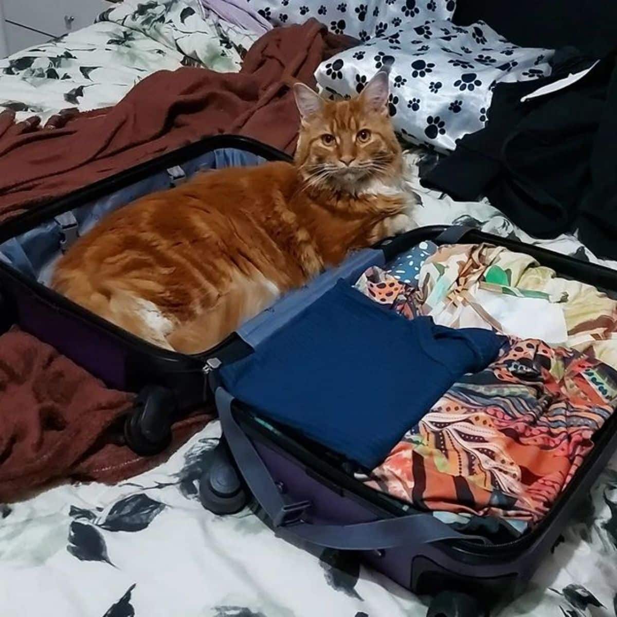 A big red maine coon lying in a travel case.