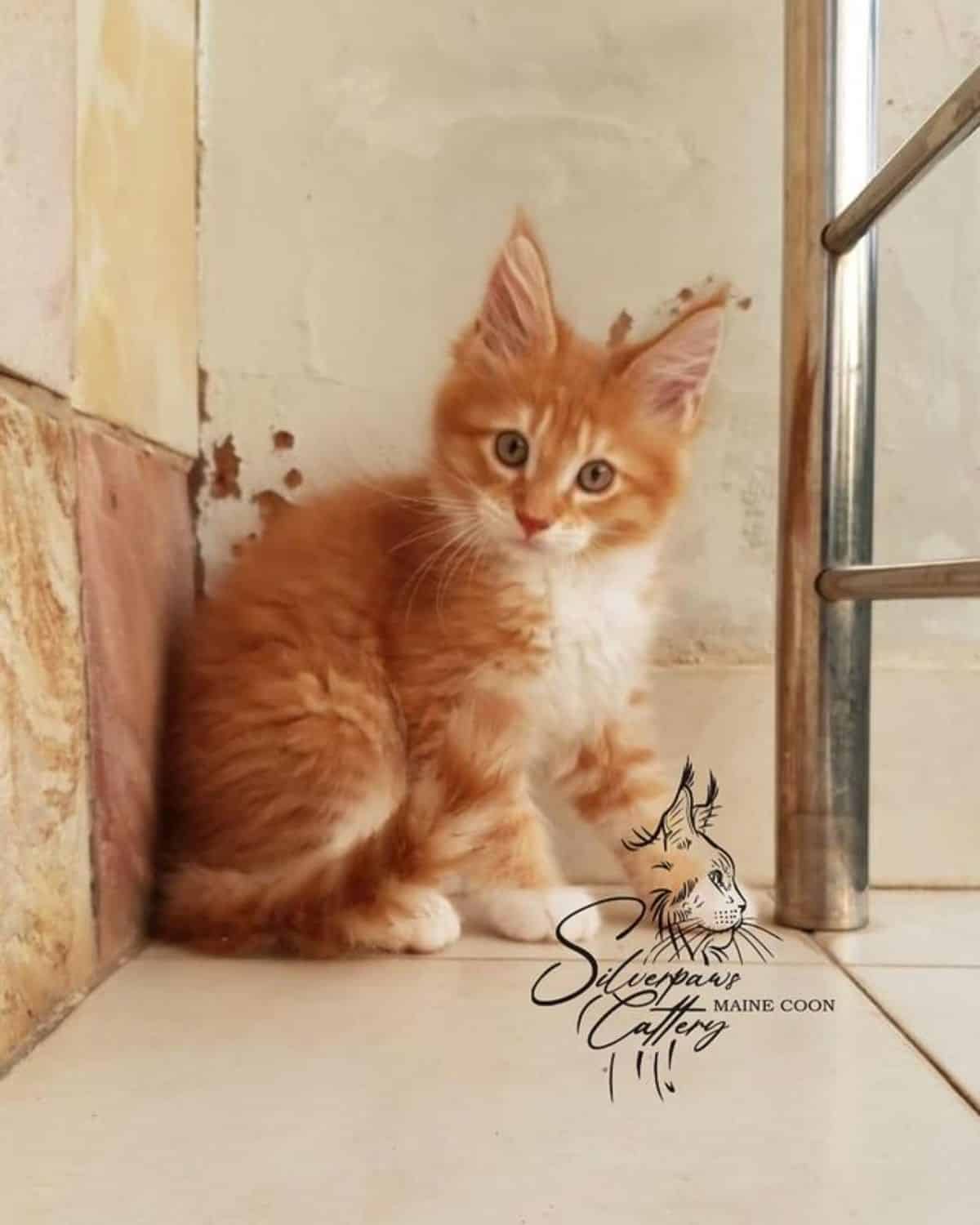 A red-white maine coon kitten sitting on the floor.