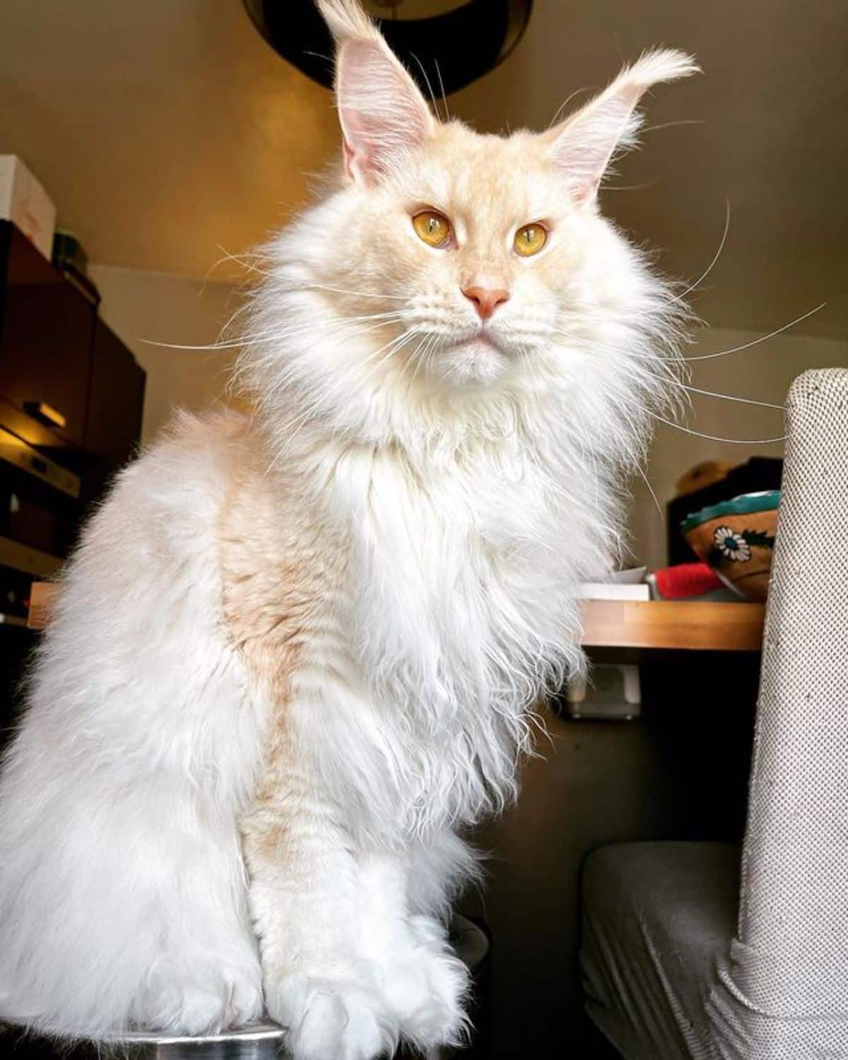 A beautiful fluffy maine coon standing on a stool.
