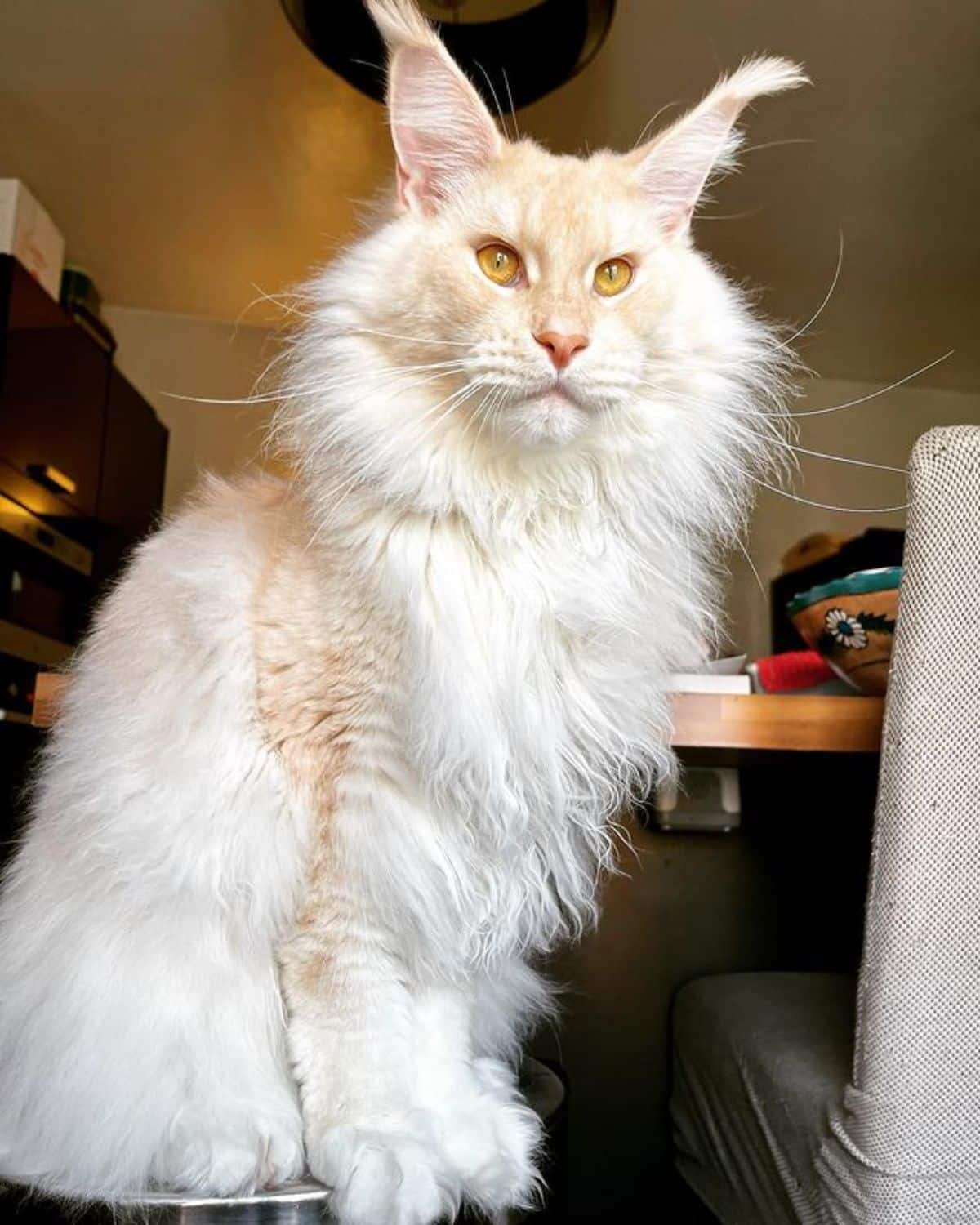 21 Gold Maine Coon Cats That Youll Love - MaineCoon.org