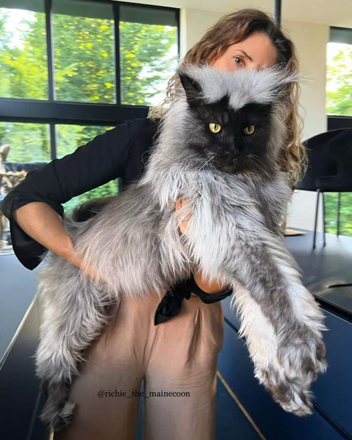 A young woman holding a big fluffy gray maine coon.
