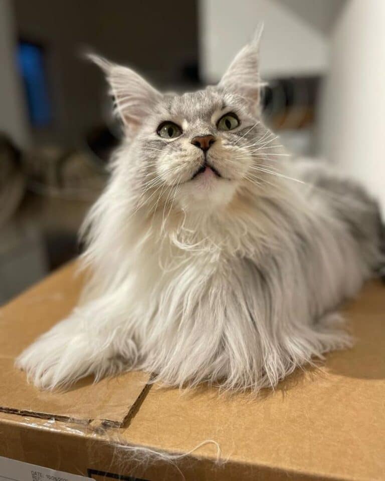 17 Maine Coon Cats With Green Eyes (Majestic Photos) - MaineCoon.org