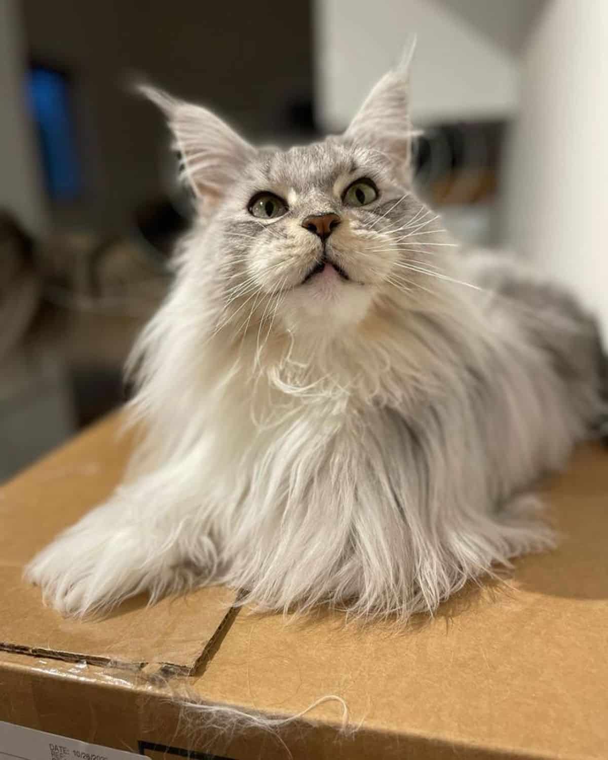 A beautiful fluffy white-gray maine coon lying on a carboard.