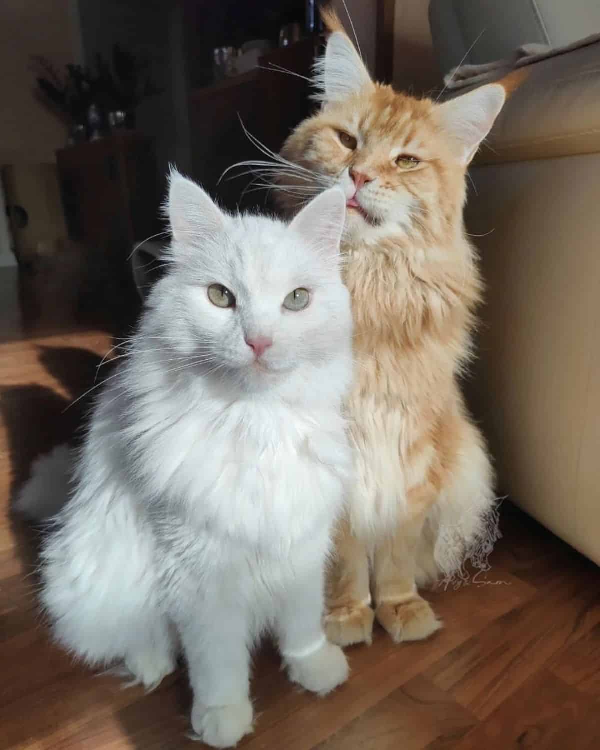 A white and a ginger maine coons sitting on the floor next to each other.