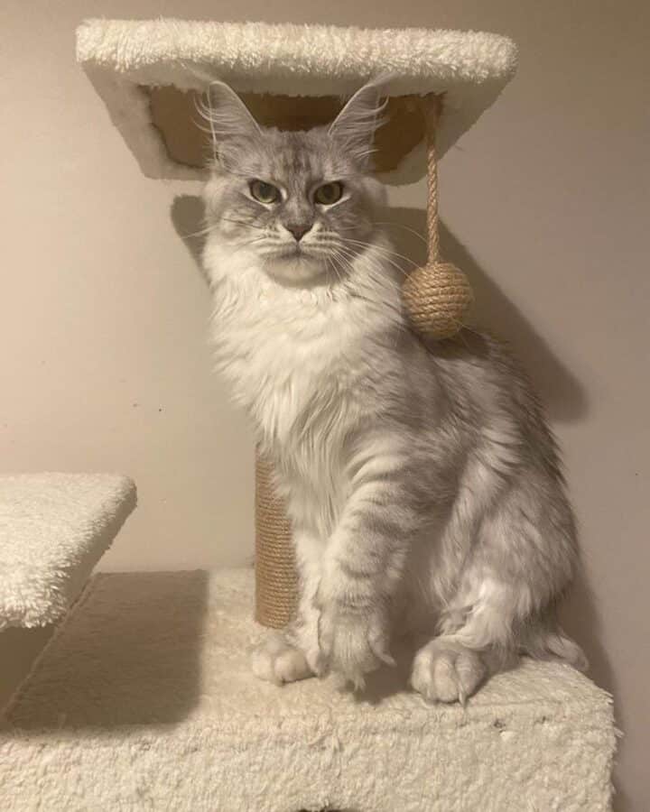 17 Shaded Maine Coon Cats You'll Love (Insta-Famous) - MaineCoon.org