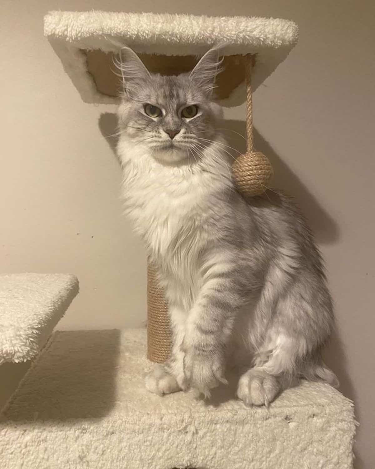 A fluffy gray maine coon sitting on a cat tree.