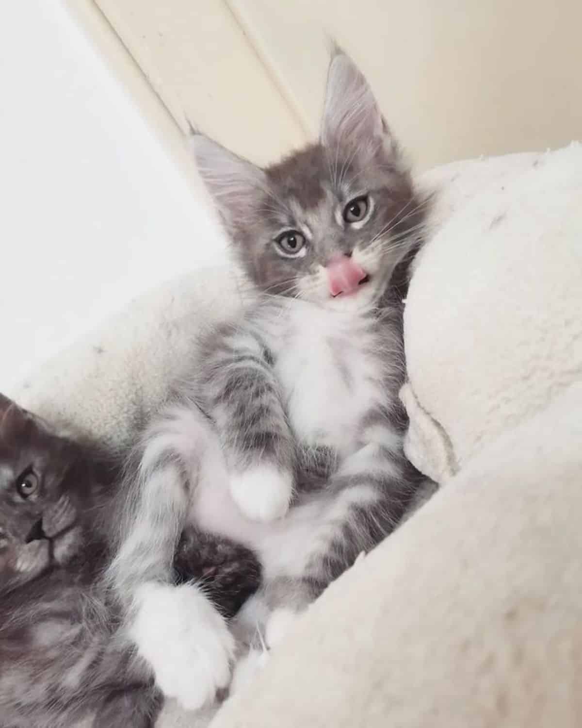 A cute tabby maine coon kitten lying in a cat bed.