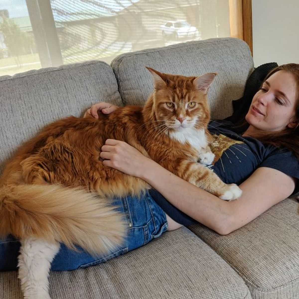 A big ginger maine coon lying on a young woman on a sofa.