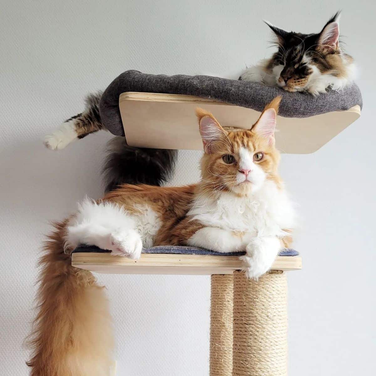 Two fluffy maine coons lying on a cat tree.