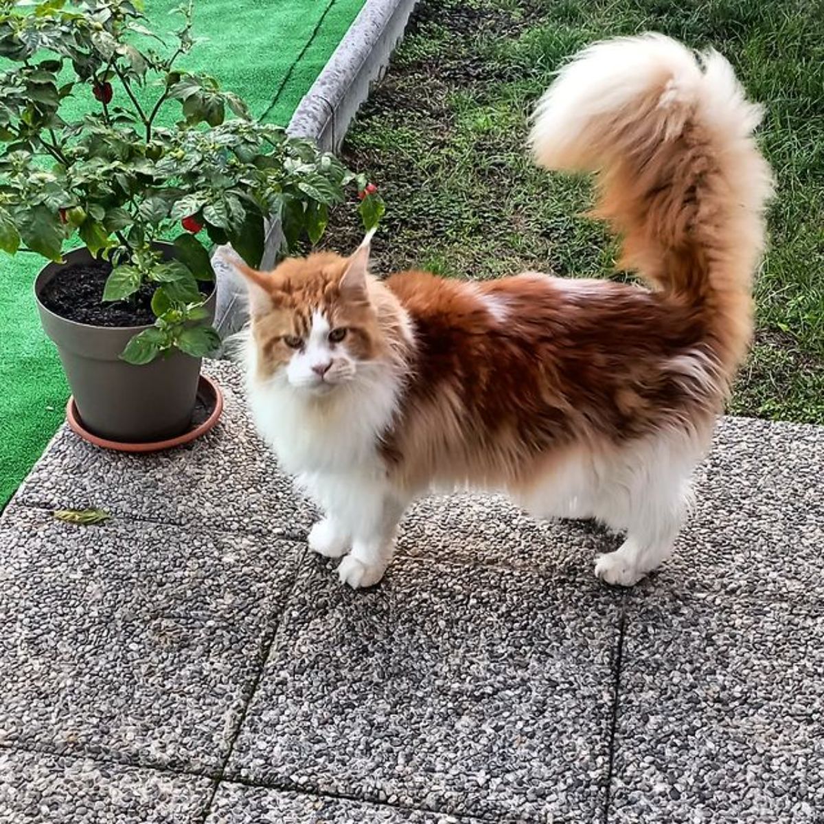 A fluffy white-red maine coon standing on a patio.