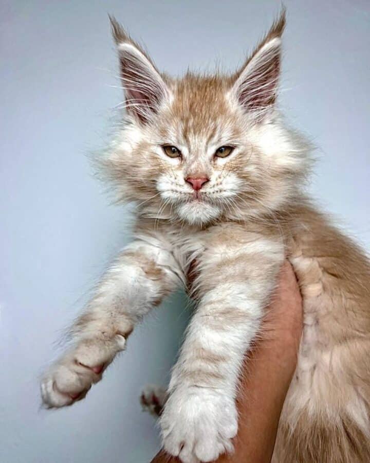 21 Red Maine Coon Cats You’ll Want To Adopt - MaineCoon.org