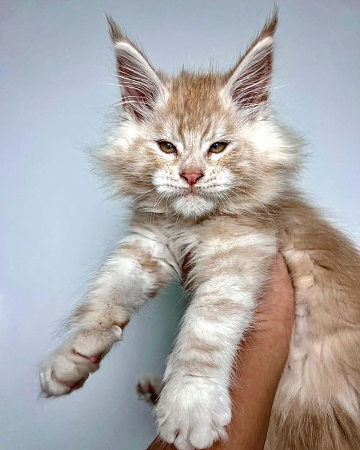 A human holding a fluffy red maine coon kitten.