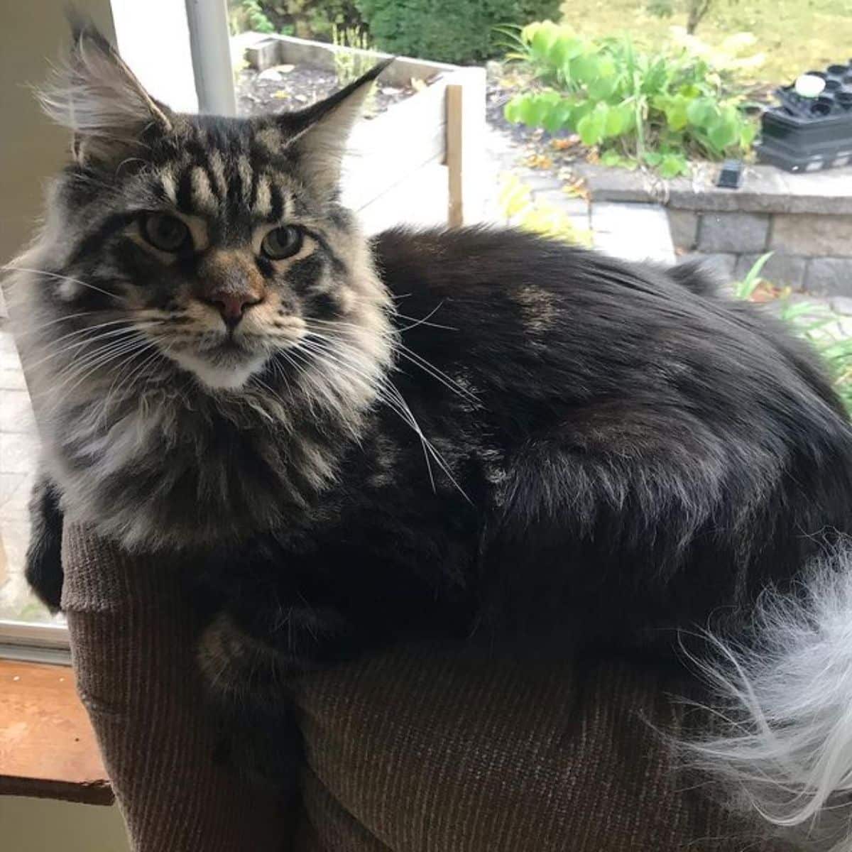 A fluffy tabby maine coon lying on a couch.