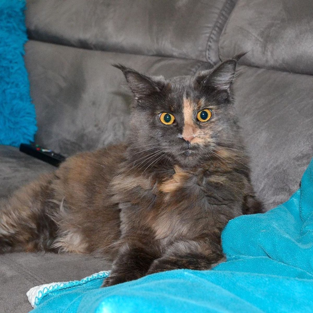 A gray fluffy maine coon sitting on a sofa.