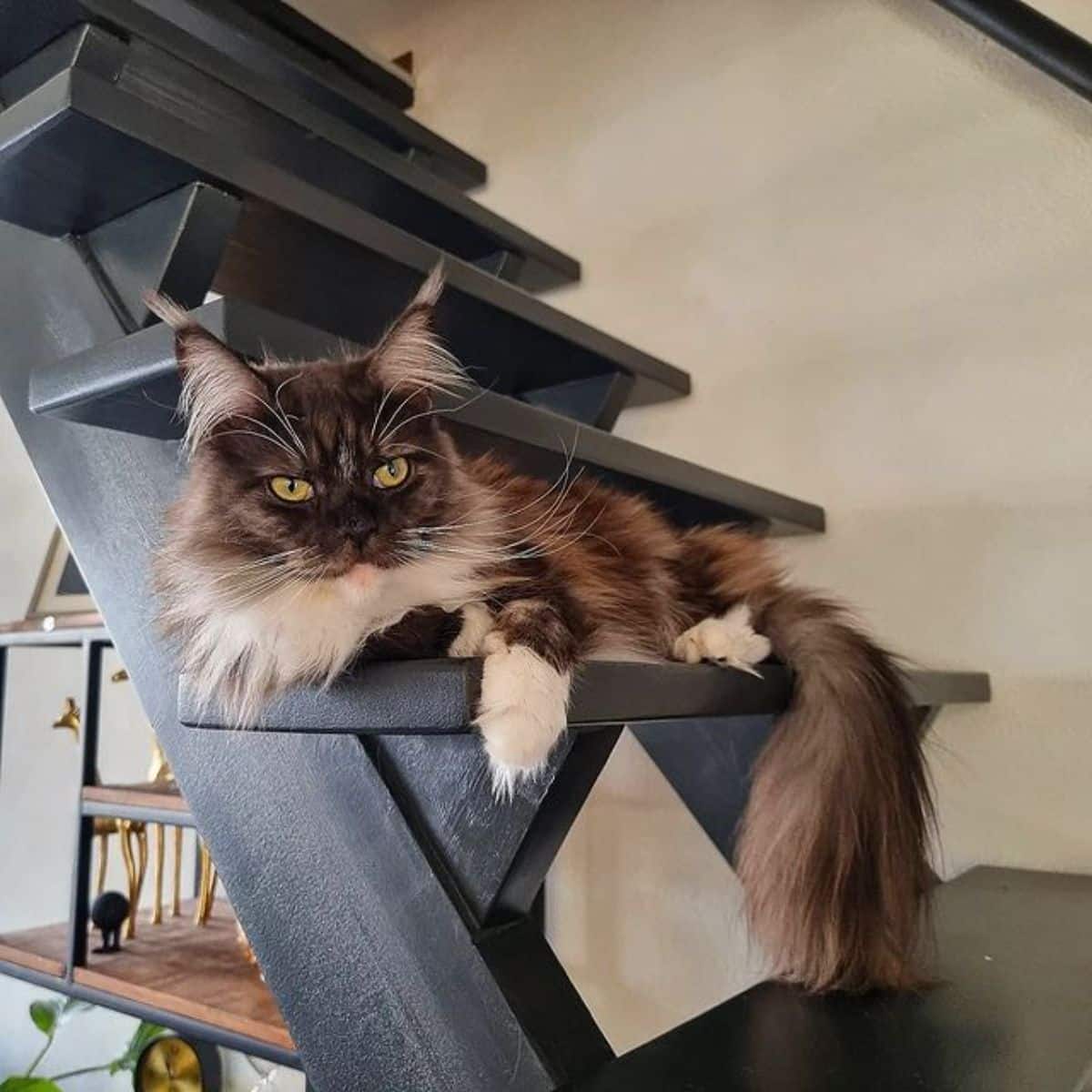 A fluffy tuxedo maine coon lying on wooden stairs.