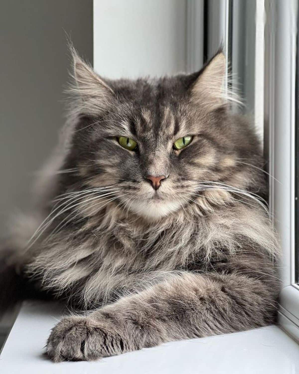 A fluffy tabby maine coon lying on a windowsill.