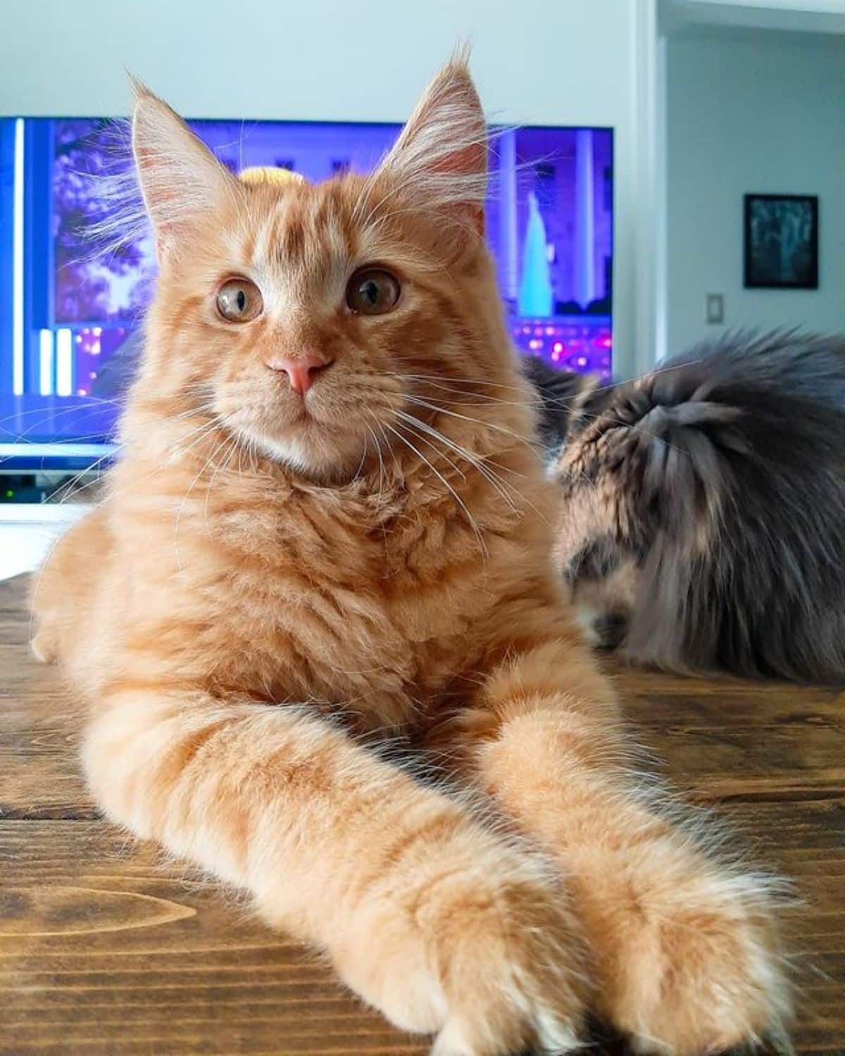A fluffy ginger maine coon lying on a wooden table.