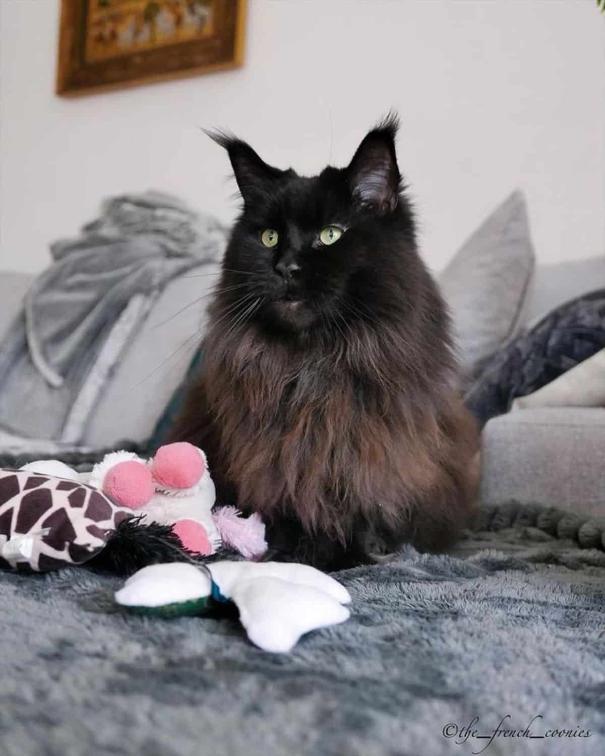 A beautiful fluufy gray maine coon lying on a bed.