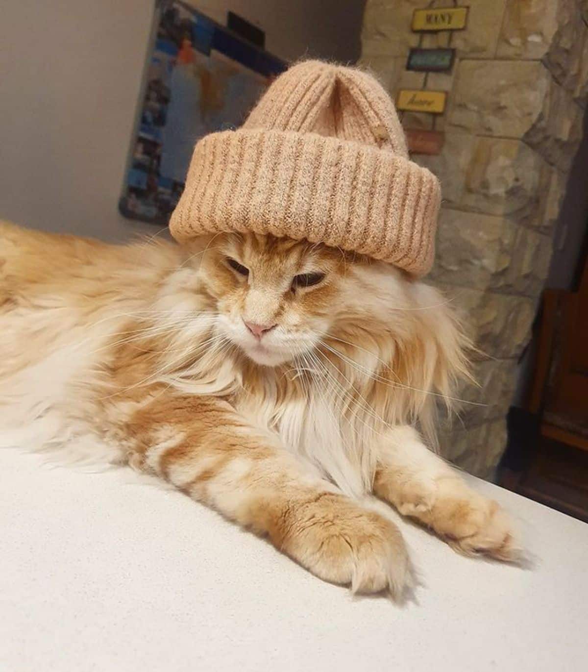A fluffy golden maine coon with a brown hat lying on a bed.