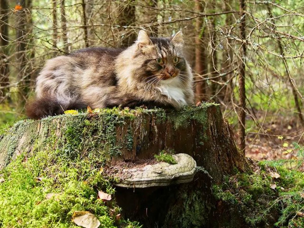 A fluffy calico maine coon lying on an old tree stump.