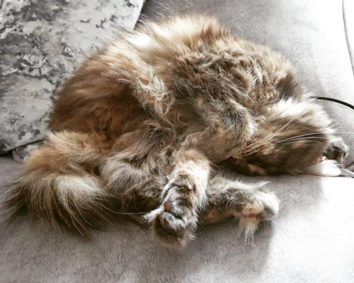 A fluffy tortoise maine coon lying on a sofa.