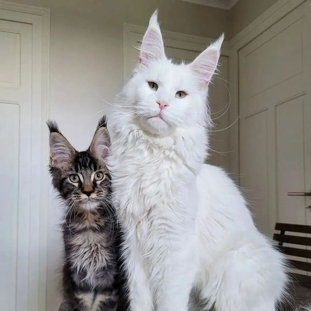 A big tall white maine coon standing next to a smaller cat.