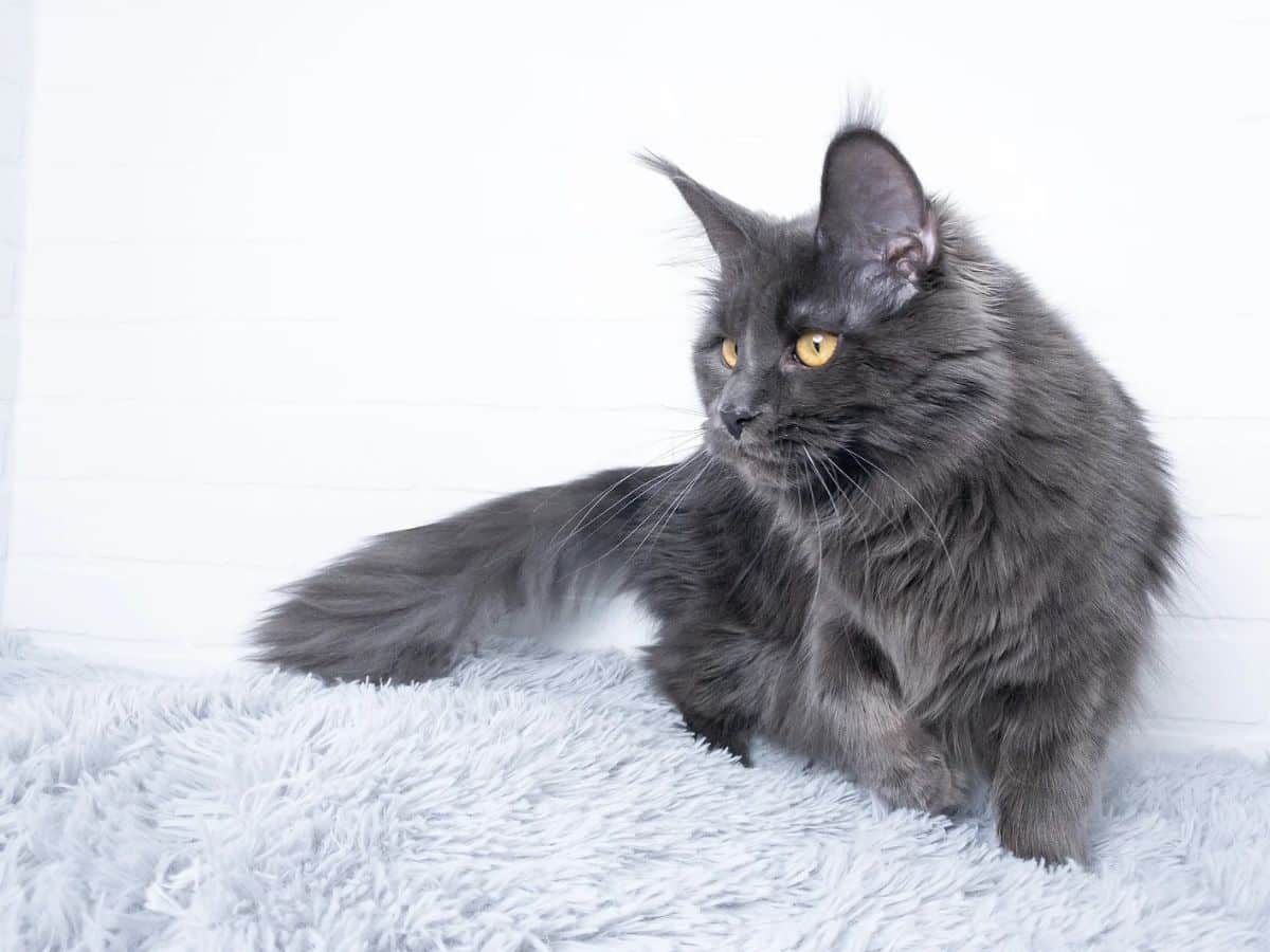 A fluffy gray maine coon walking on a fluffy rug.