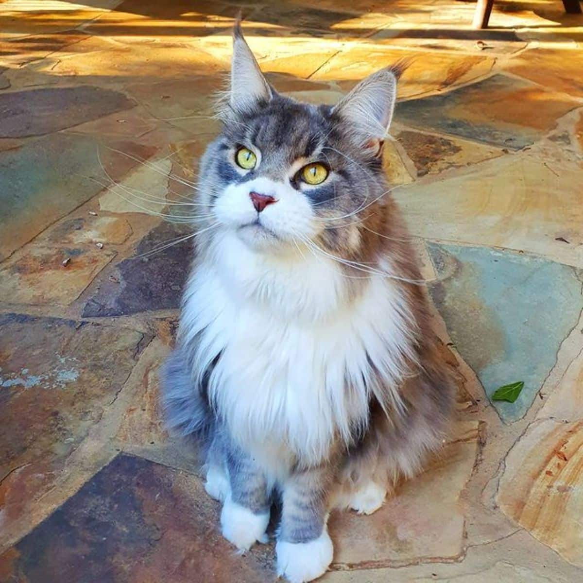 A beautiful fluffy gray maine coon sitting on the floor.