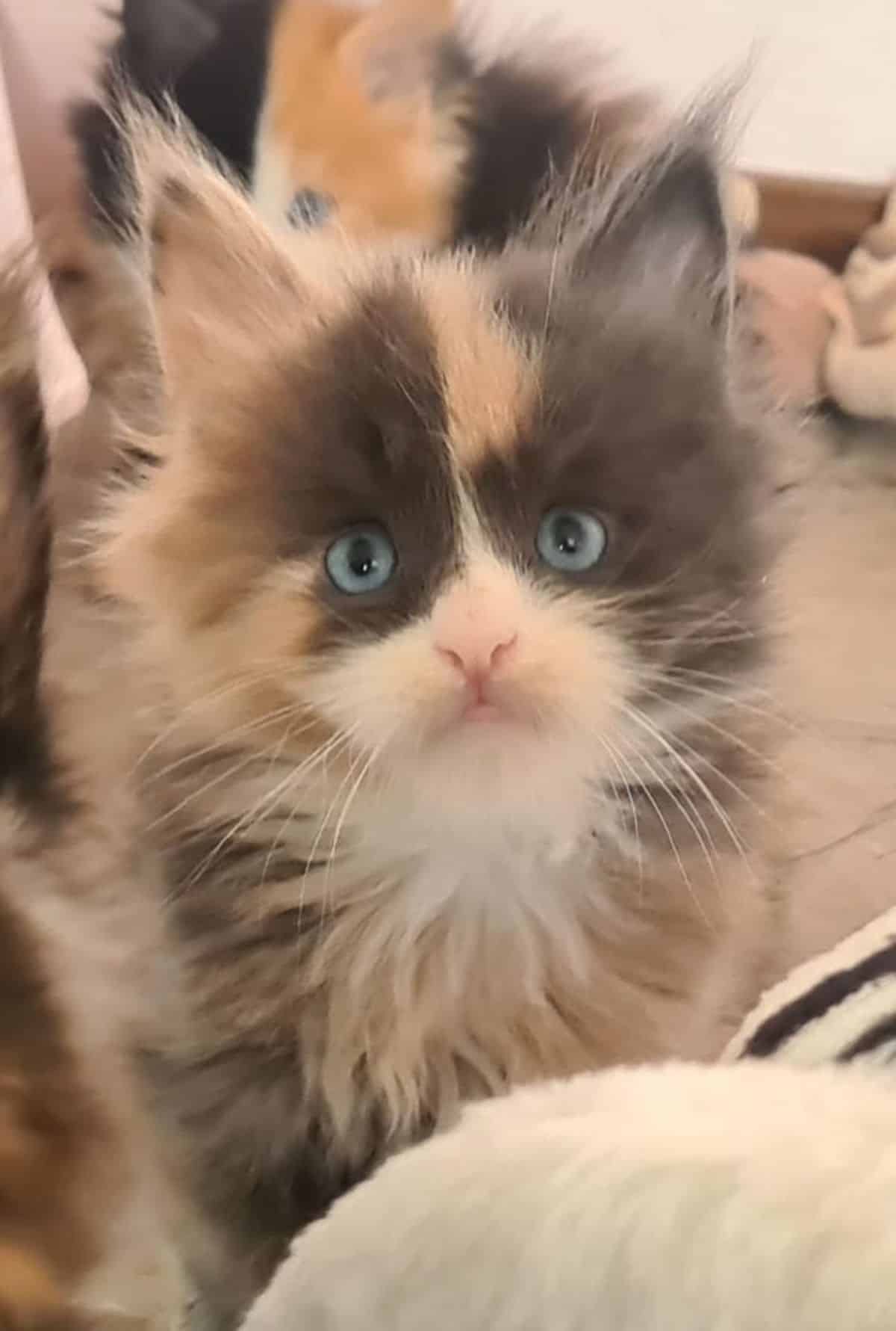 A cute calico maine coon with blue eyes looking upwards.