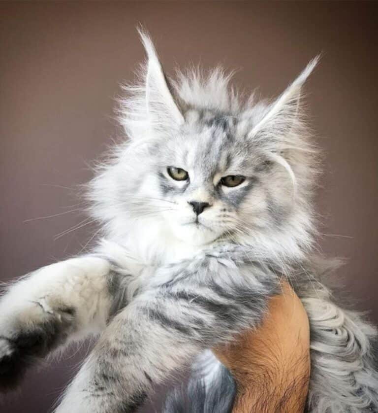 21 Gray Maine Coon Cats You’ll Love - MaineCoon.org