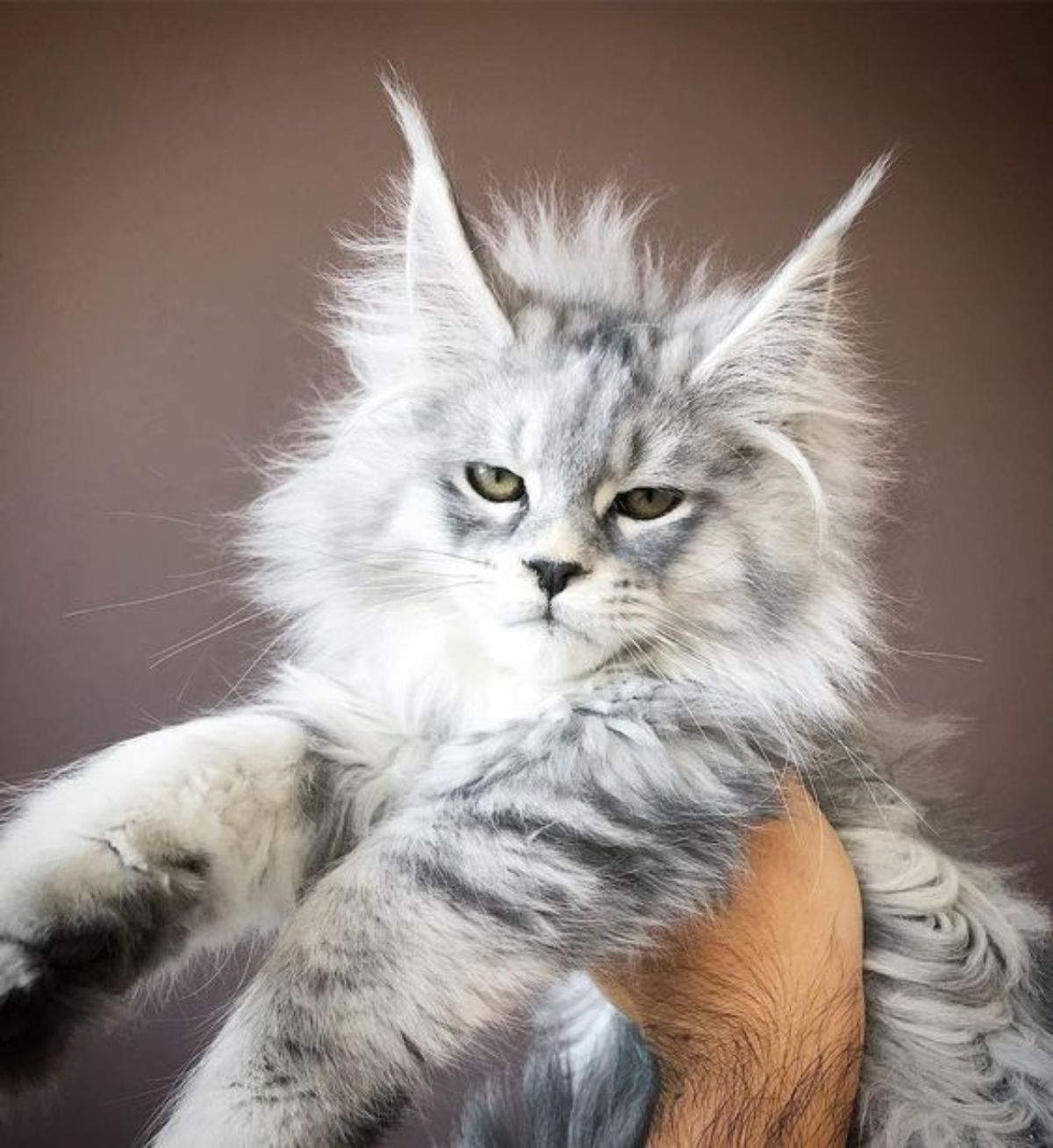 A hand holding a fluffy gray maine coon kitten.