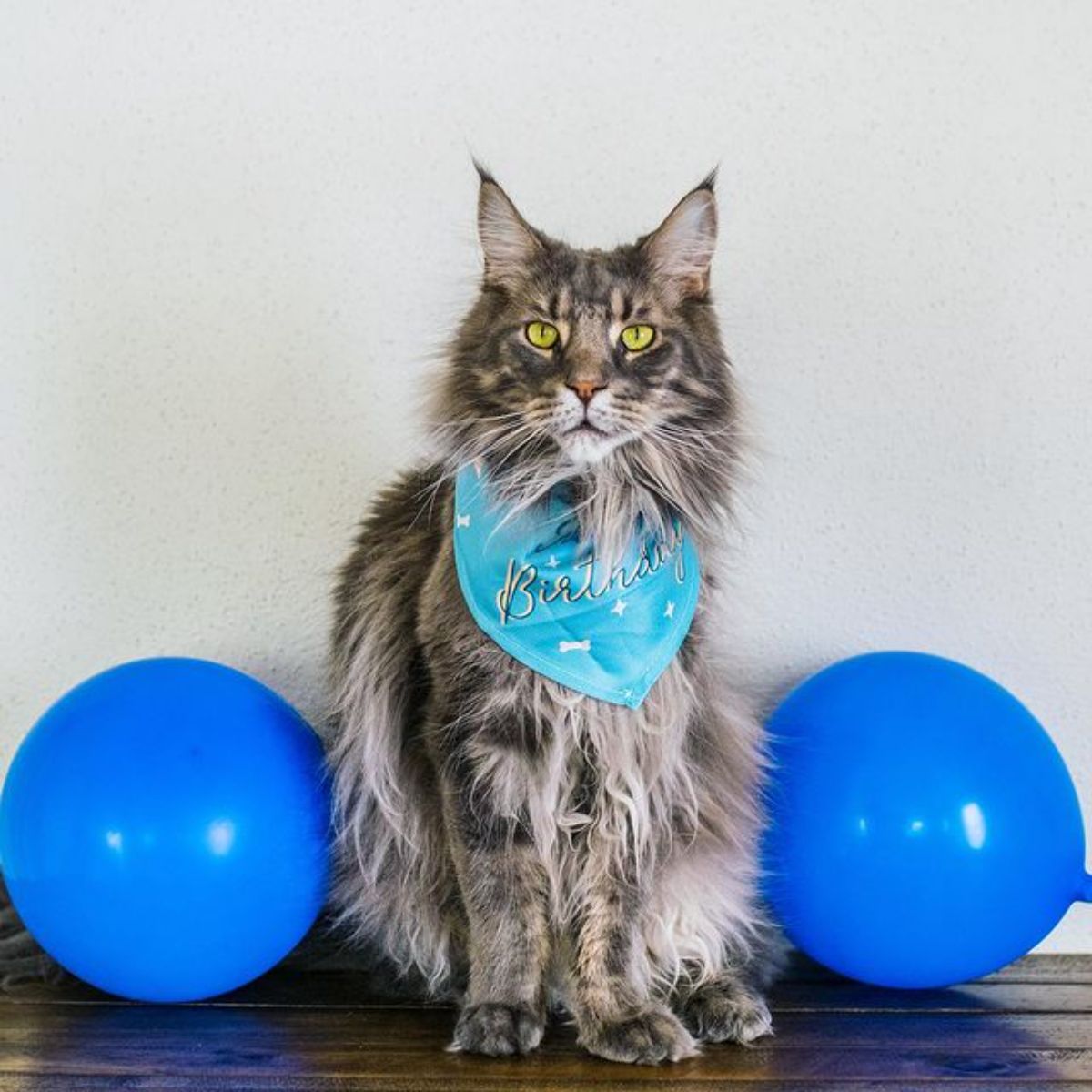 A big fluffy maine coon with a scarf sitting between two blue balloons.