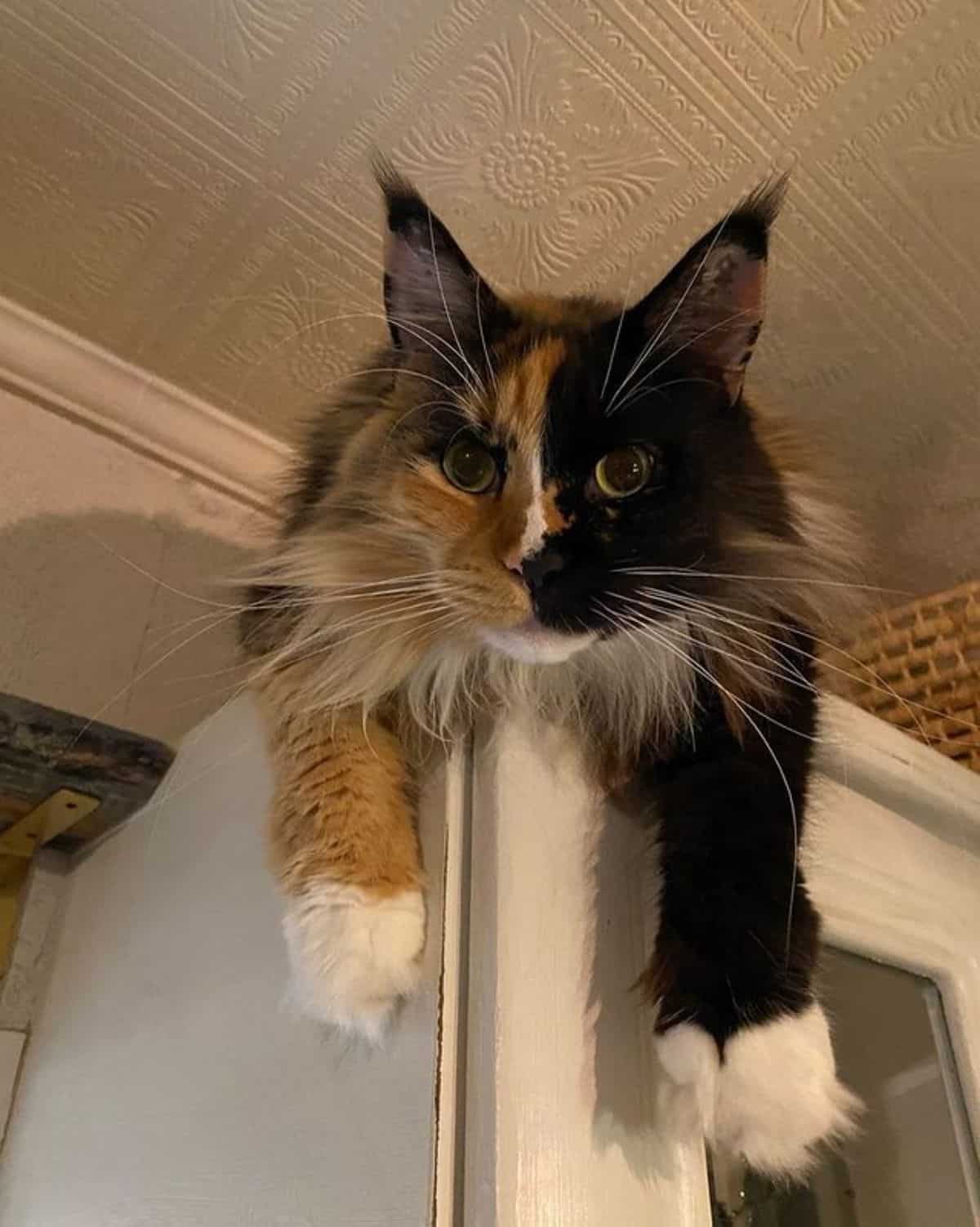 A fluffy calico maine coon lying on the edge of a white cabinet.