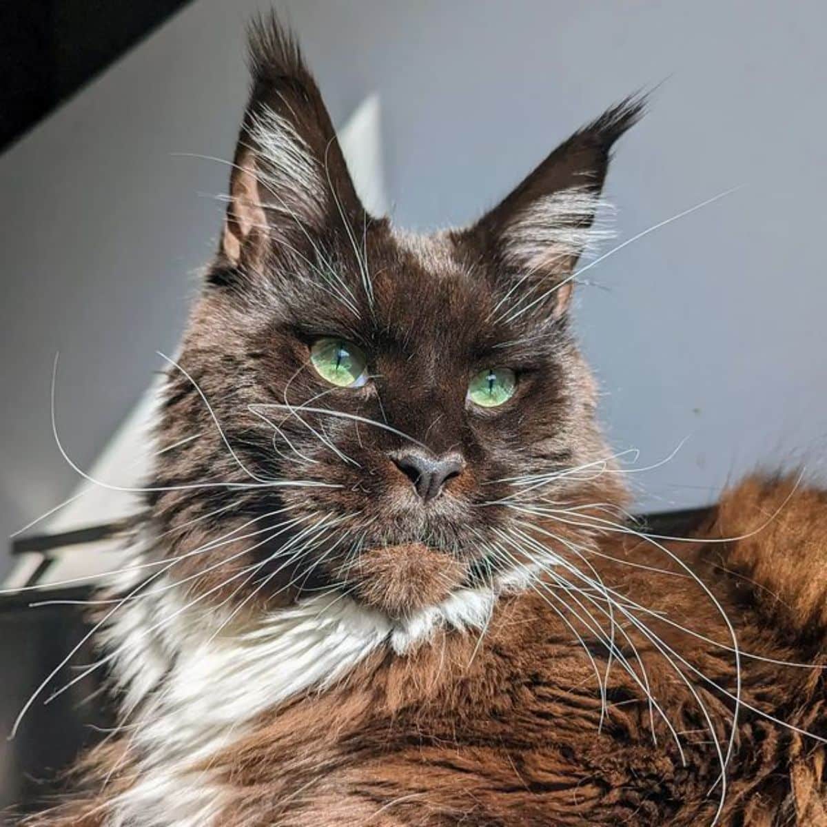 A close-up of a brown mean-looking maine coon.