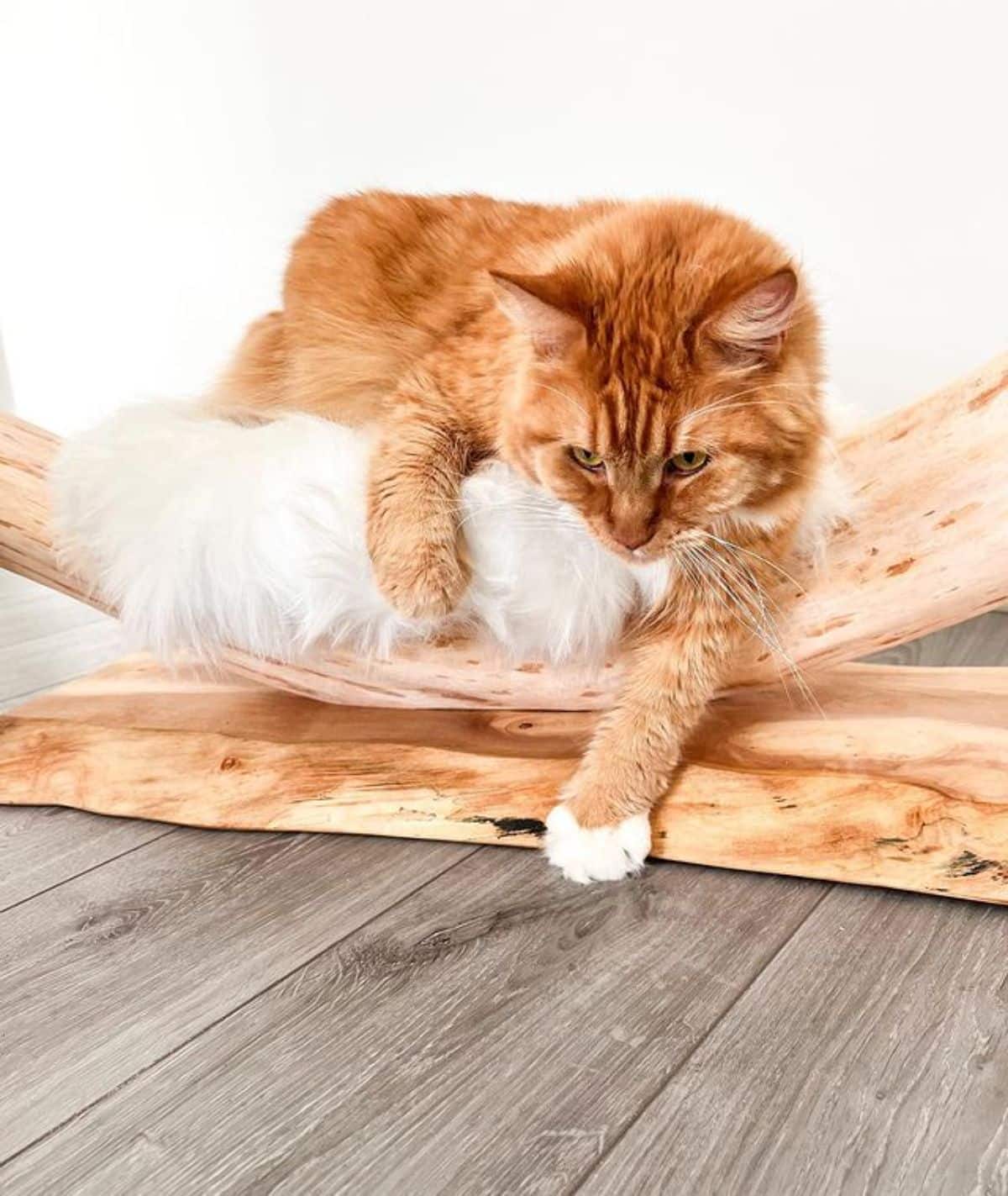 A big ginger maine coon coming out from a cat hammock.