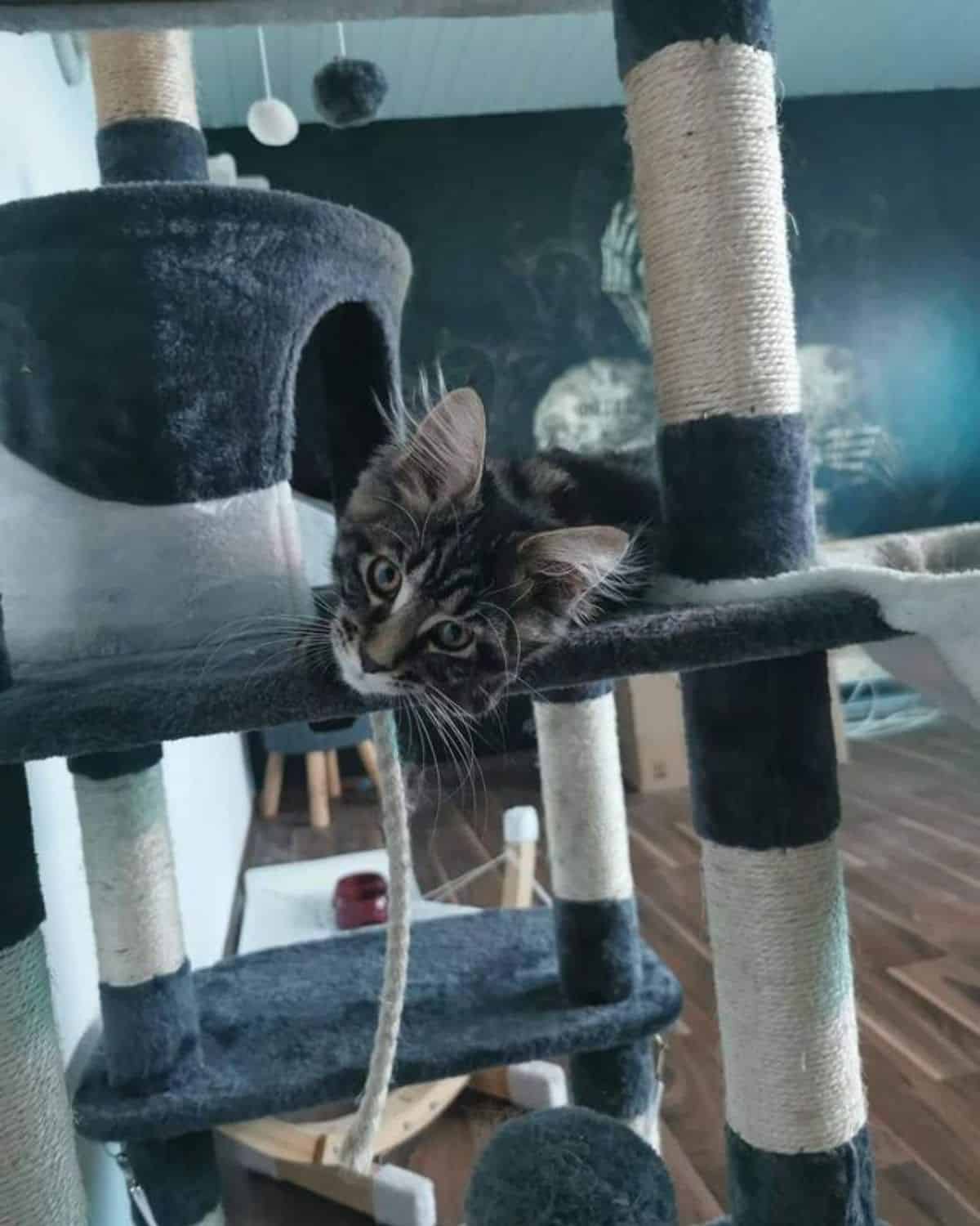A tabby maine coon kitten lying on a cat tree.
