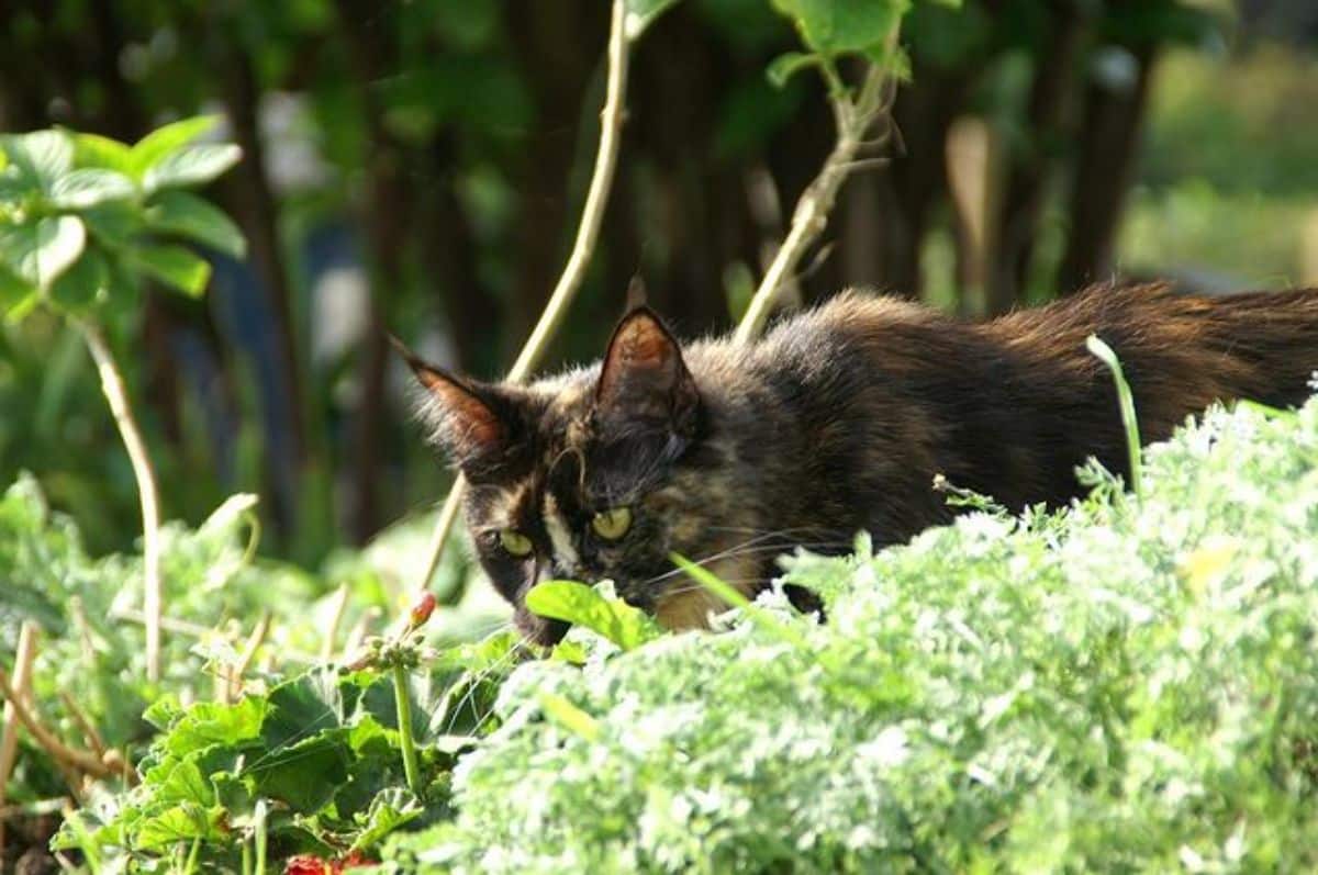 A tortoise maine coon walking next to plants outdoors.