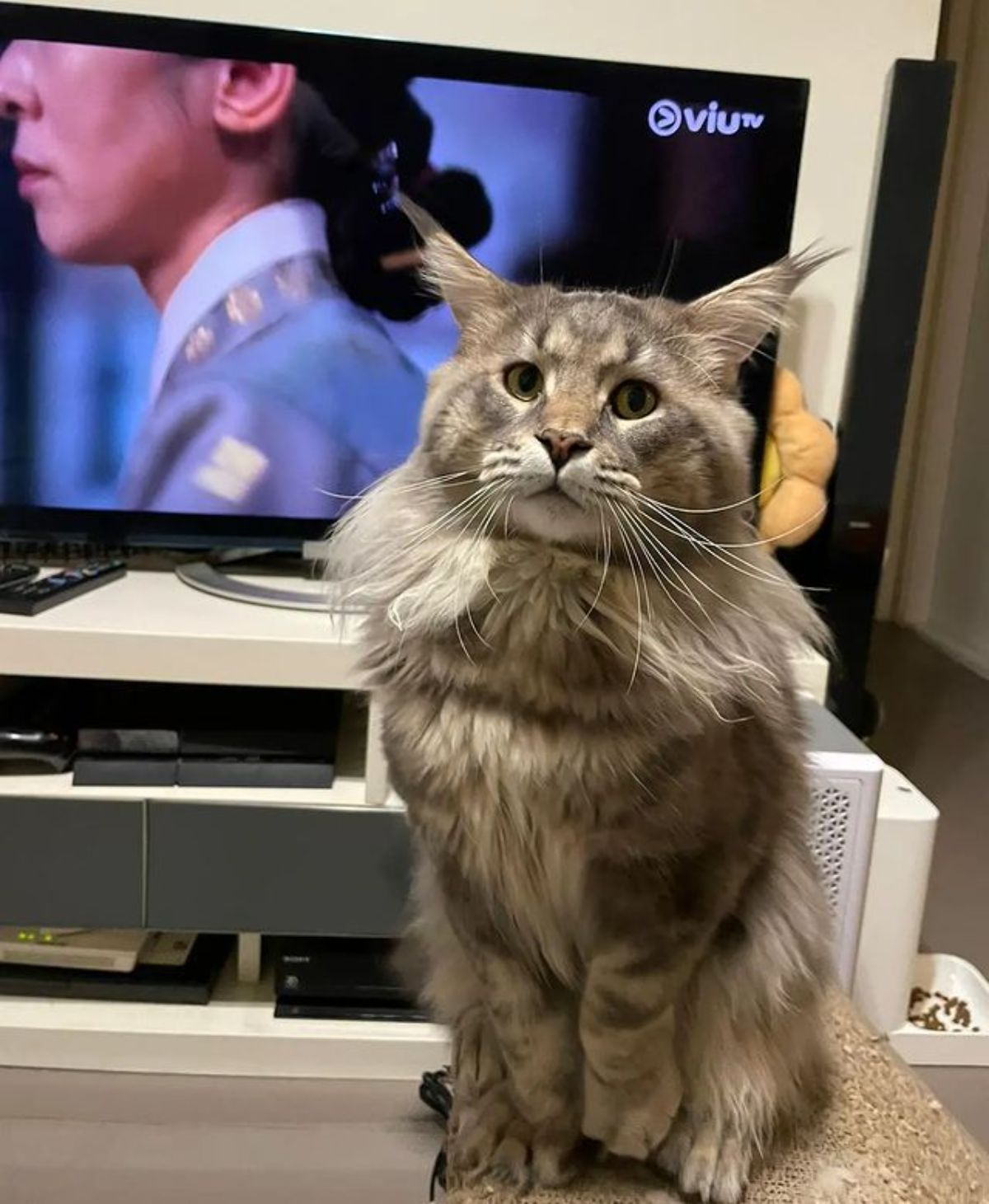 A fluffy tabby maine coon sitting on a small table infront of a tv.