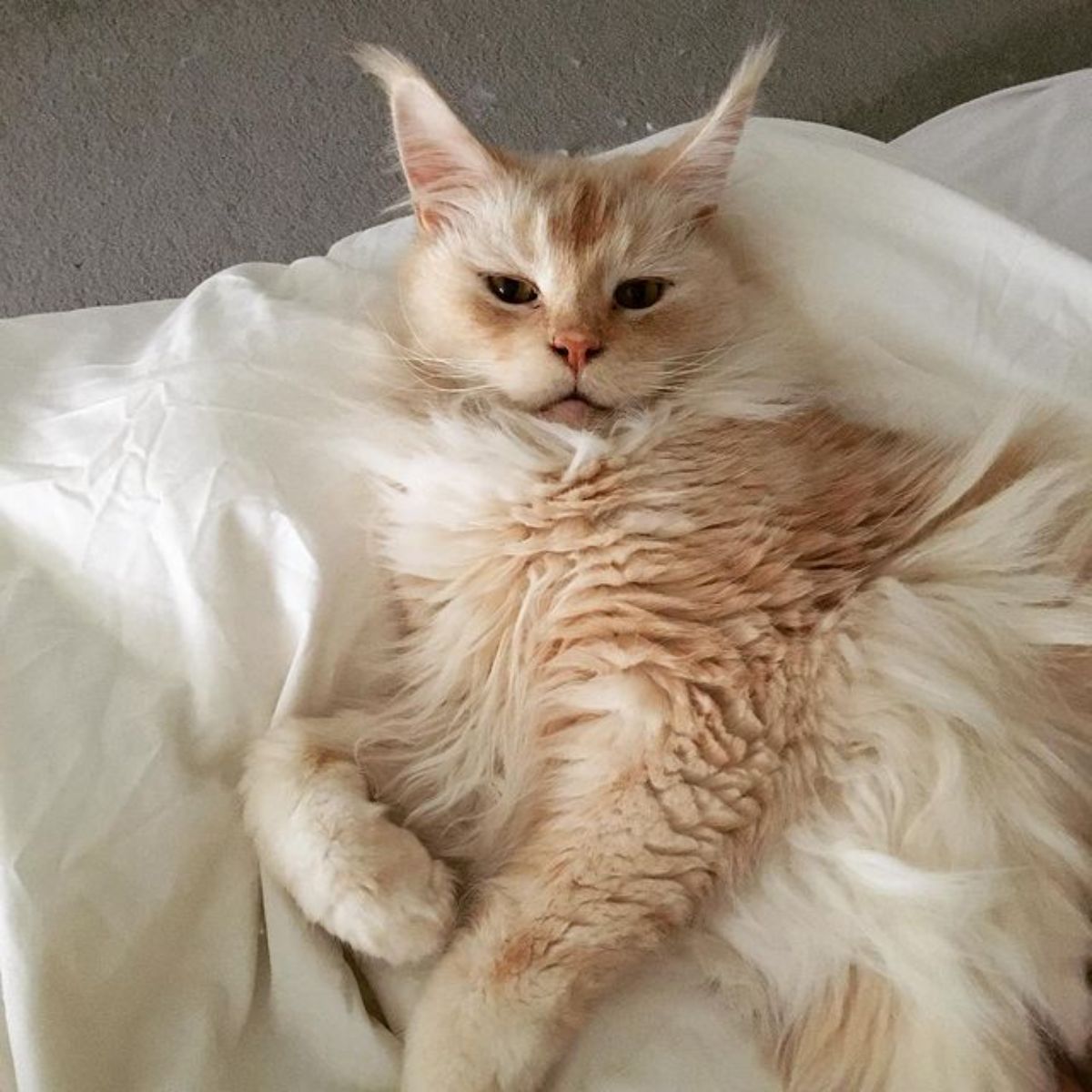 A fluffy creamy maine coon lying on a white blanket.