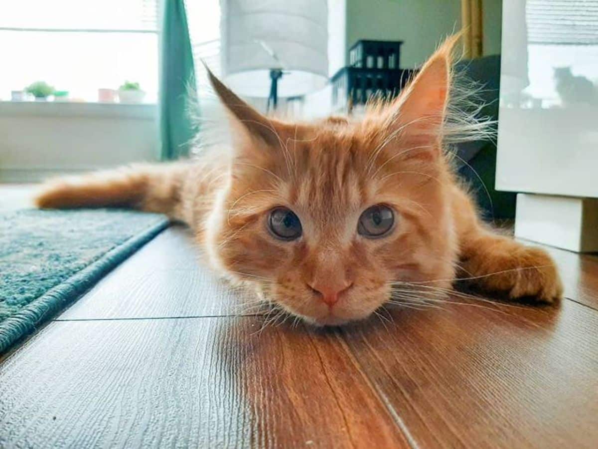 A cute ginger maine coon lying on the floor.
