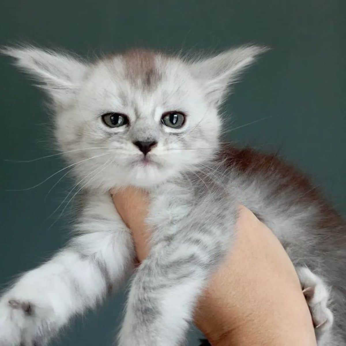 A hand holding a cute gray maine coon kitten.